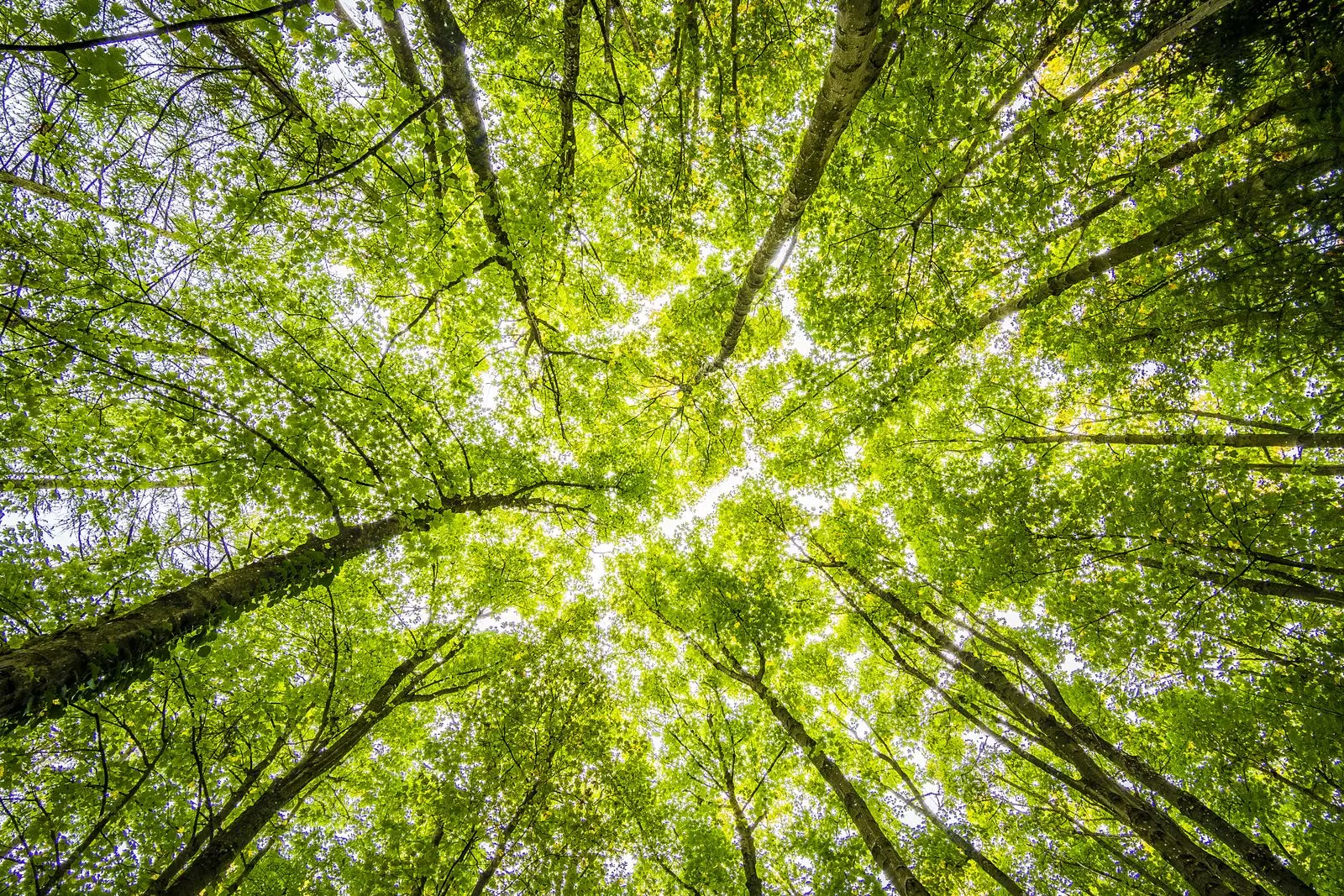 Looking up through dense rainforest canopy